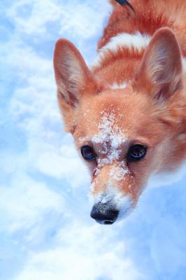 雪ってふしぎ