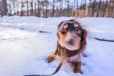 雪遊び