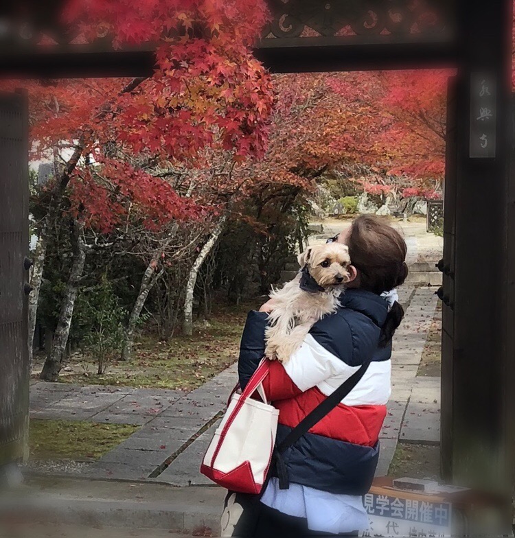 紅葉狩