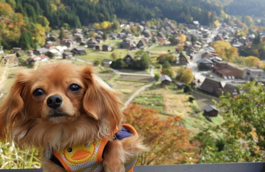 白川郷に行ってきたよ