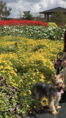 愛犬と花畑