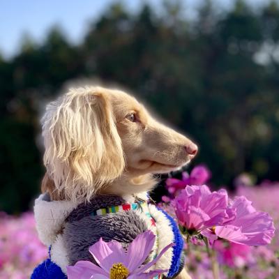 12月でも咲いていたコスモスと愛犬