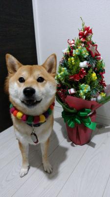 我が家のクリスマスツリー