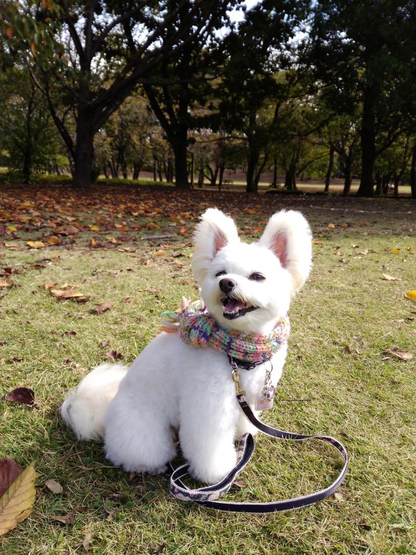 紅葉の公園で