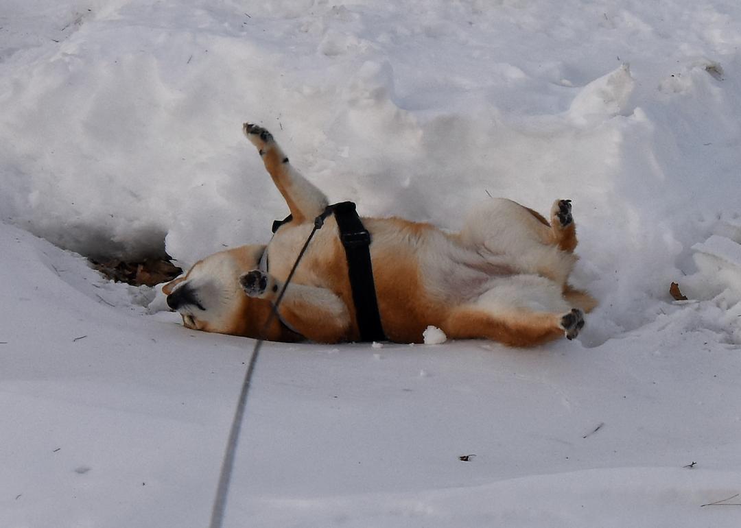 雪上で昼寝