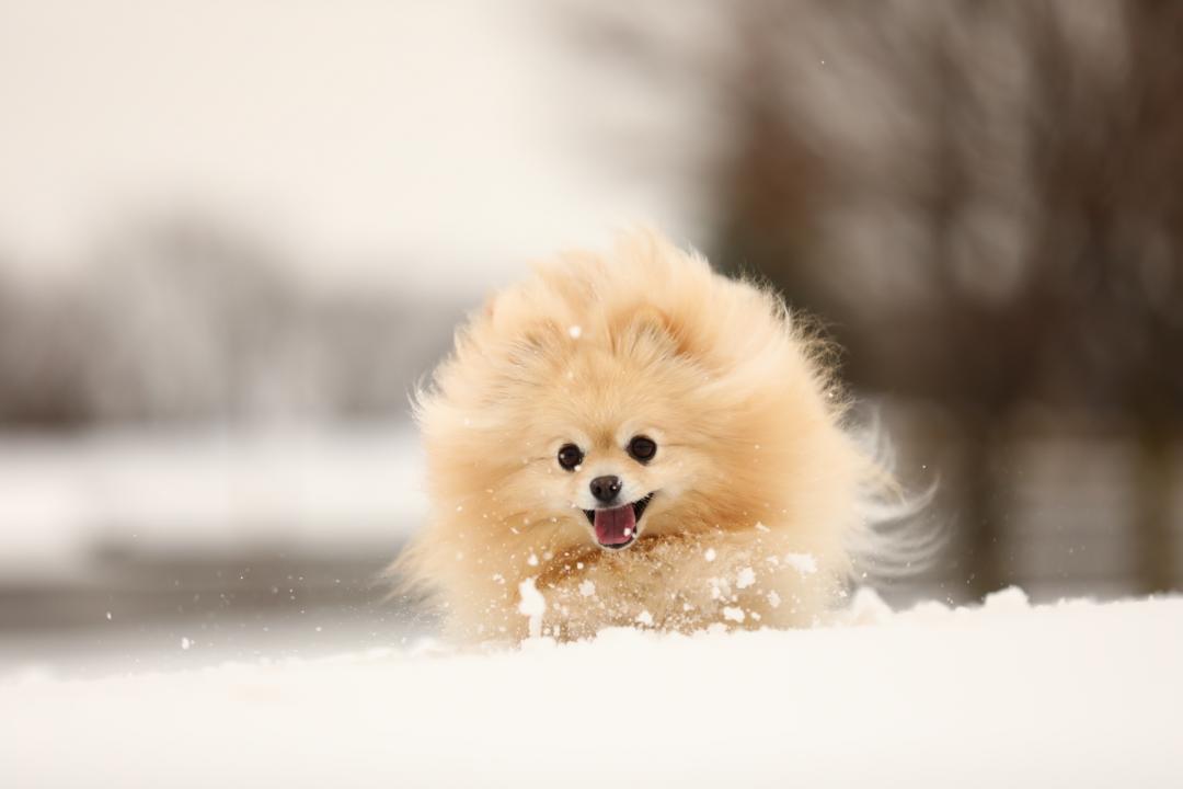 雪だ！