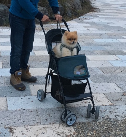 ズボラ犬のお散歩