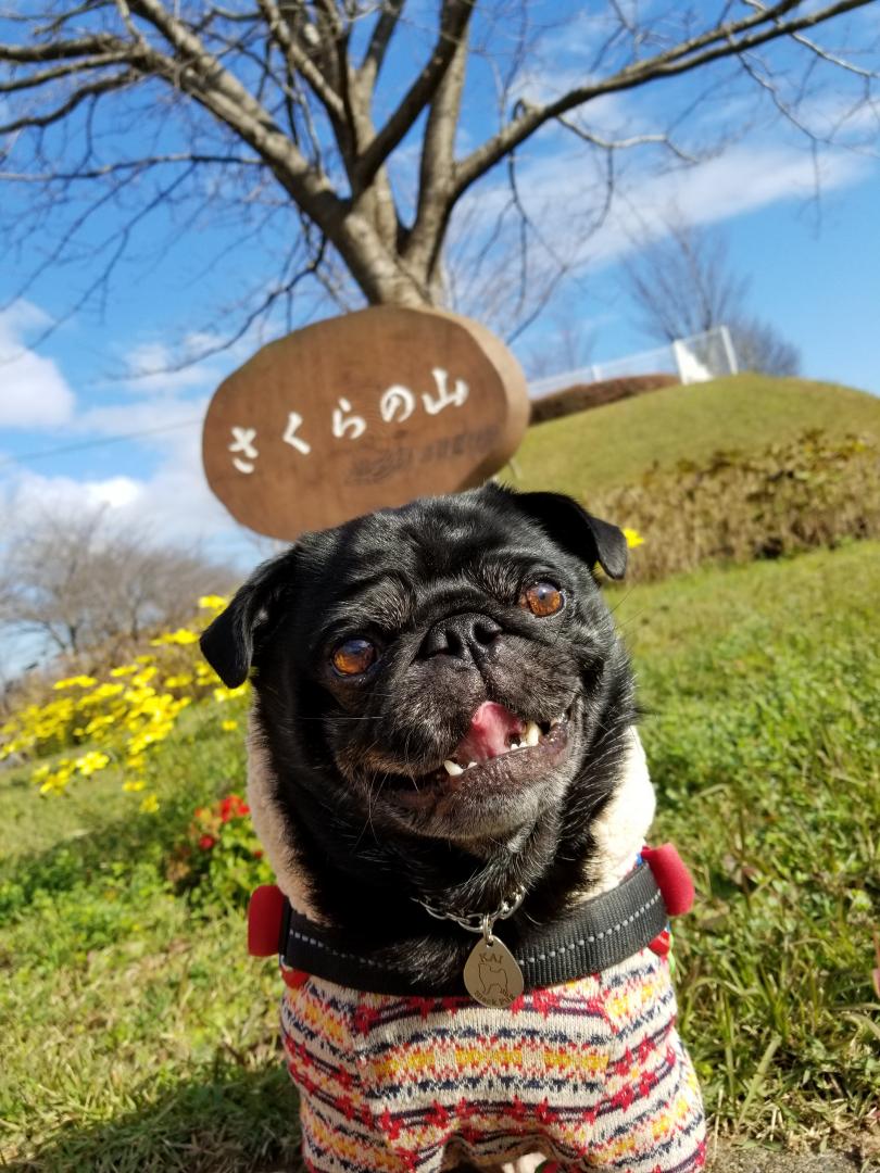 天気良いのでお山ピクニックだよ