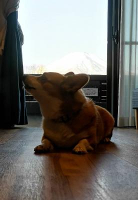 金宮と富士山