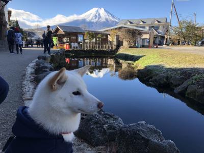 冬の富士山と忍野八海の池に映る富士と愛犬椿