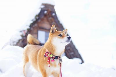 日本の冬