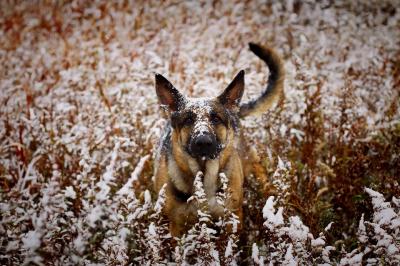 Snow monster 