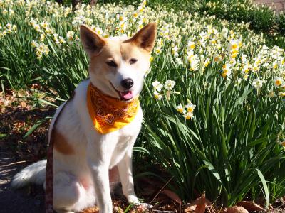 冬だけど、お花　咲いてるよ~♪