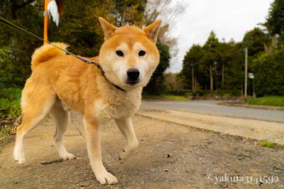 お散歩中のカメラ目線