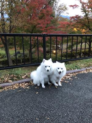 紅葉と共に