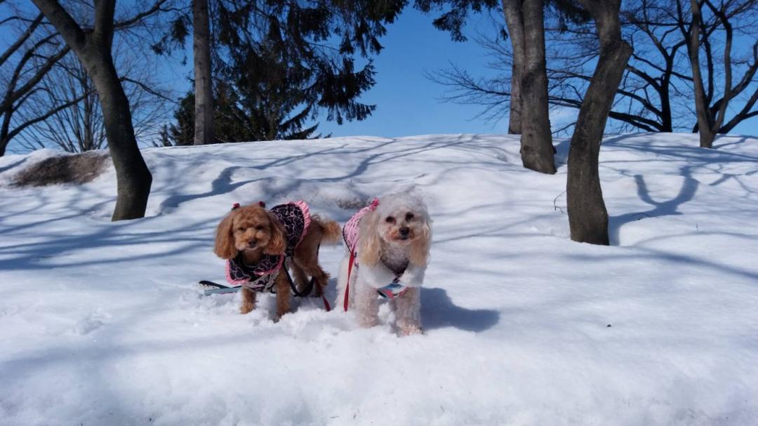 雪のお散歩