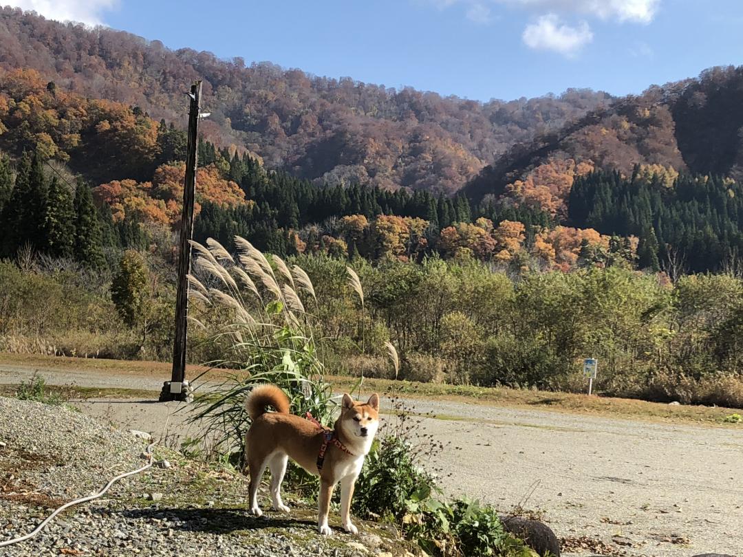 秋の風に吹かれて❗️