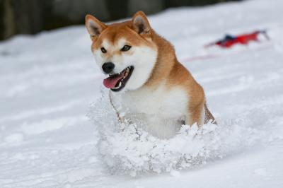 雪の中からジャンプ！！