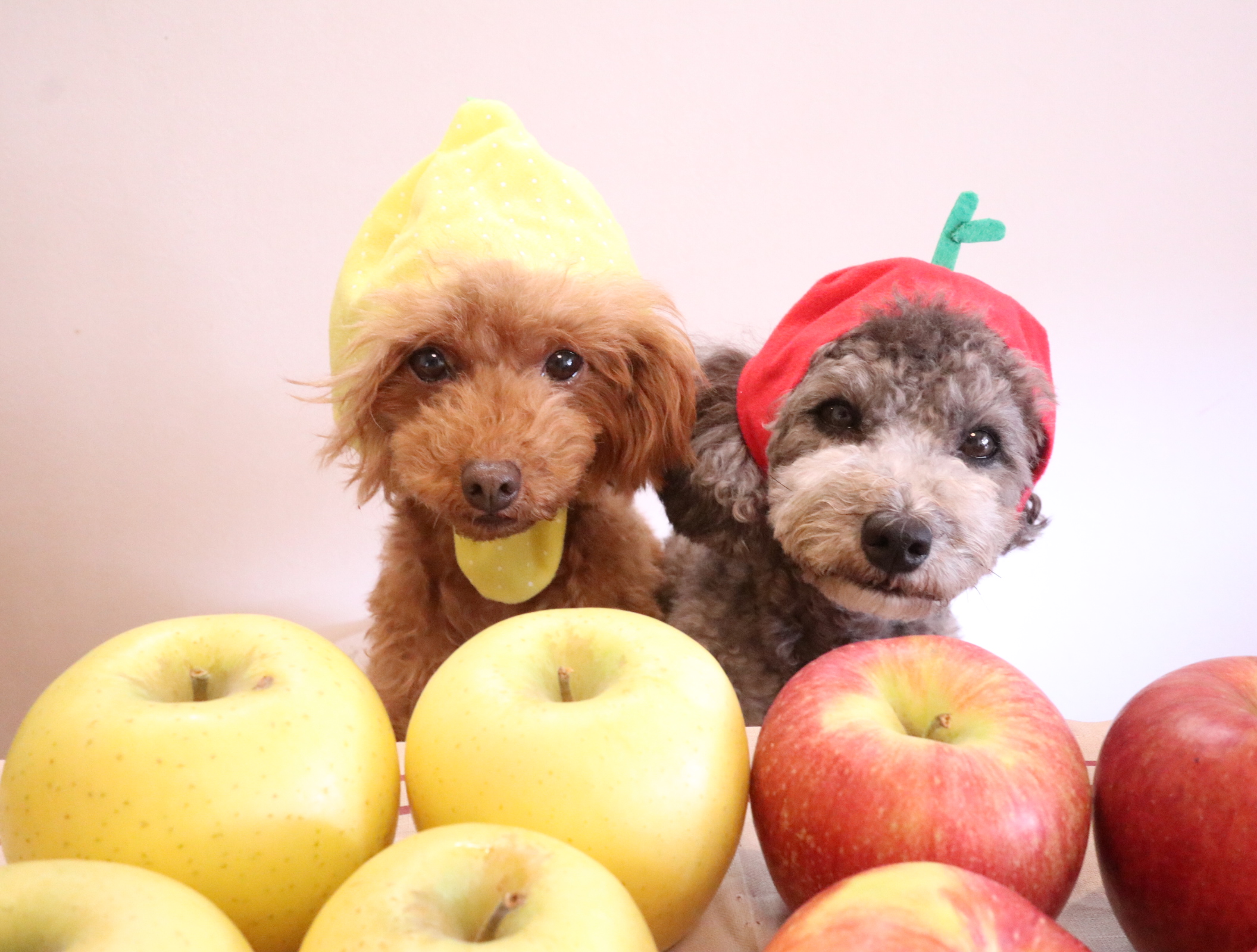 りんごちゃん マリルリリンさんの投稿写真 犬 愛犬フォトコンテスト イヌトミィ