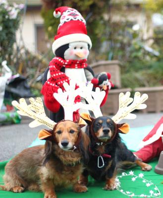 プレゼント配達犬