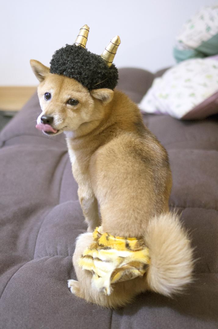 お豆大好きな鬼 Ikkoさんの投稿写真 犬 愛犬フォトコンテスト イヌトミィ