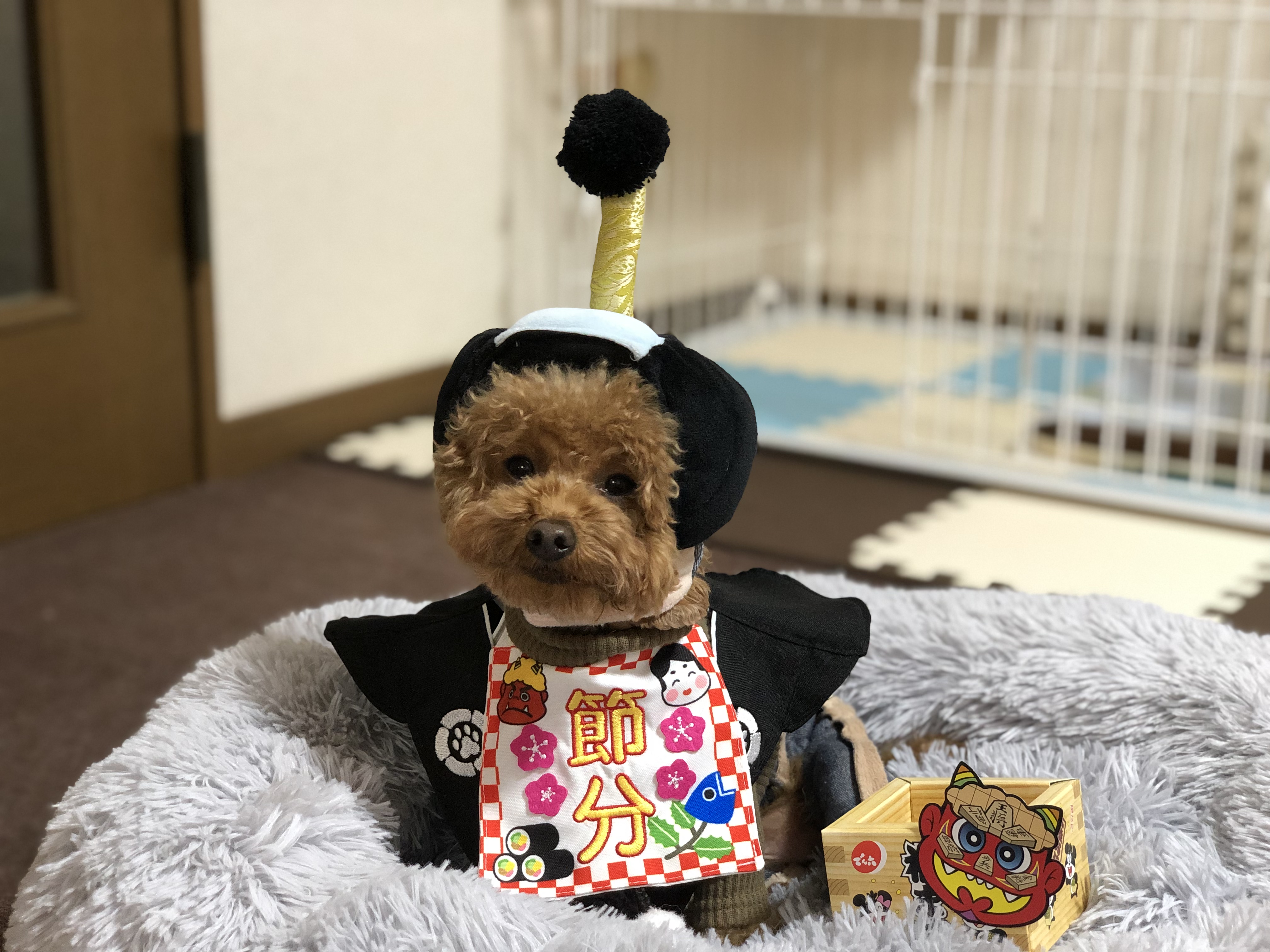 バカ殿様 Mopuたんさんの投稿写真 犬 愛犬フォトコンテスト イヌトミィ バカ殿様 Mopuたんさんの投稿写真 犬 愛犬フォトコンテスト イヌトミィ