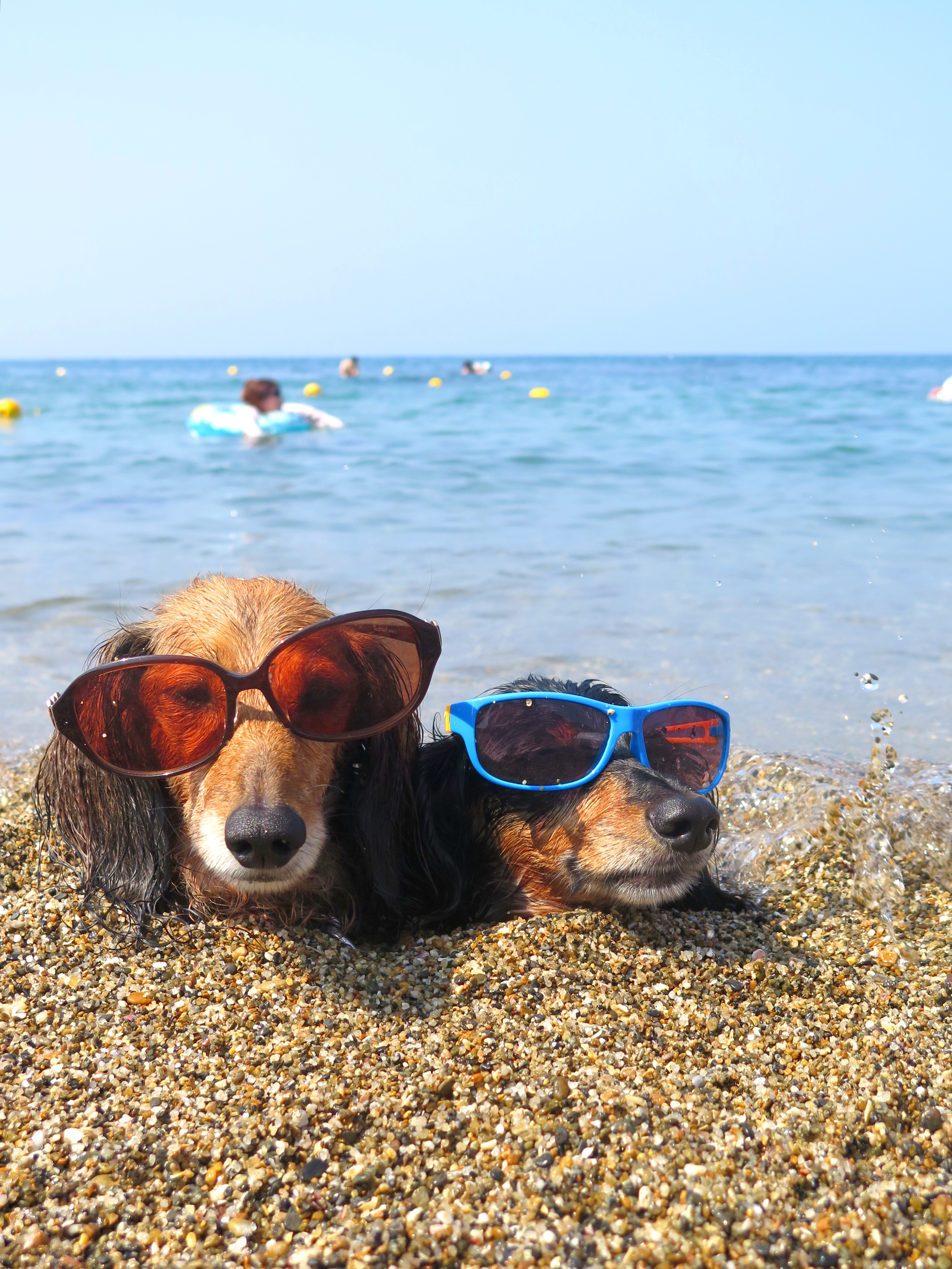 リゾートセレブ ペン吉さんの投稿写真 犬 愛犬フォトコンテスト イヌトミィ