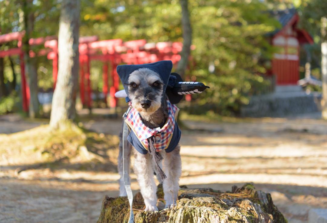 ニンニン忍者犬