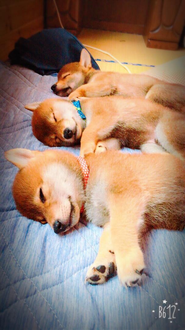 川の字で並んでら寝る柴犬3匹の兄弟 にこにこさんの投稿写真 犬 愛犬フォトコンテスト イヌトミィ