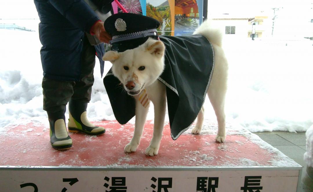 秋田犬駅長