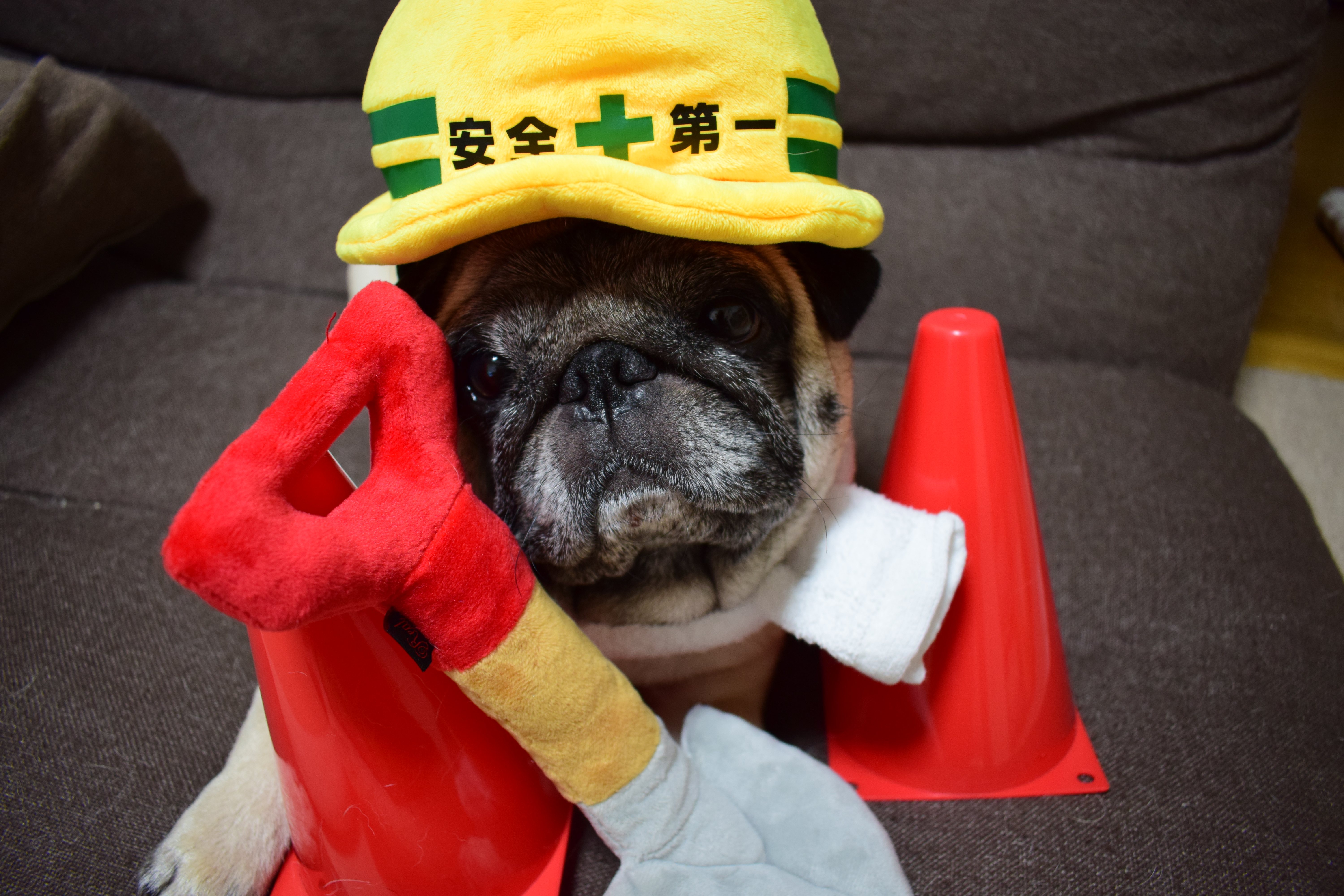工事のパグちゃん Yumiさんの投稿写真 犬 愛犬フォトコンテスト イヌトミィ