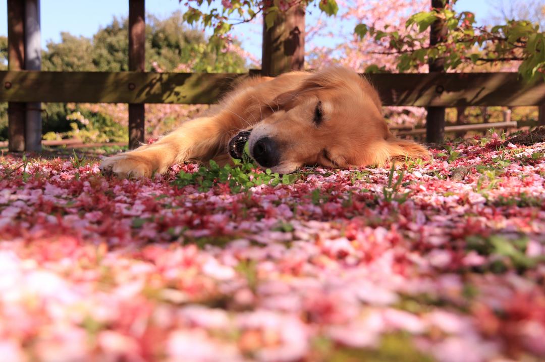 桜の絨毯でウトウト