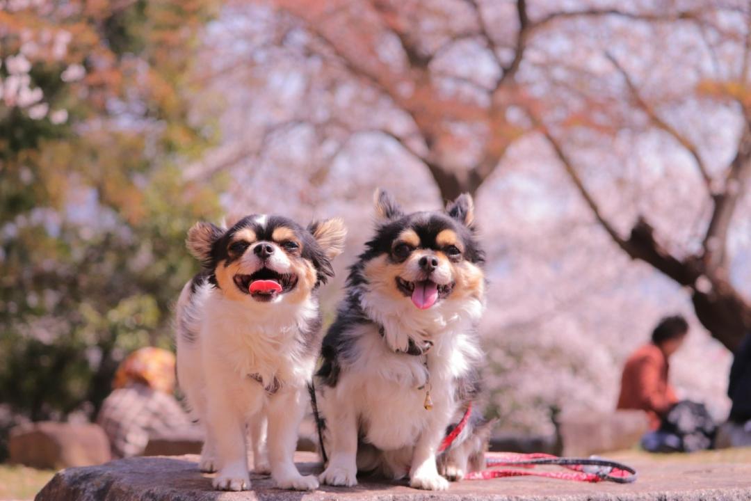 春ってしあわせ！