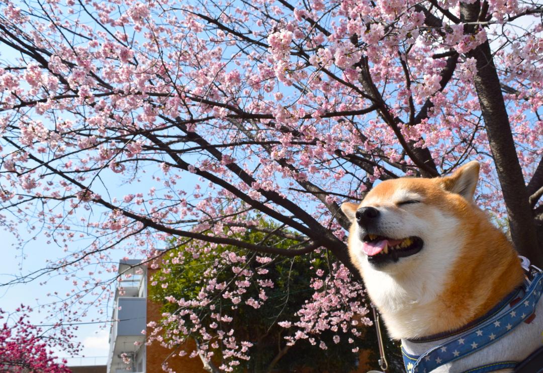 伊吹と春の息吹