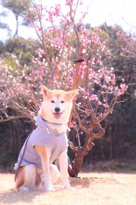 待ちに待った春