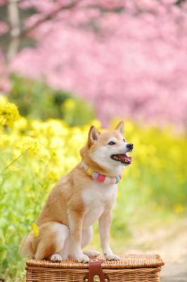 河津桜と