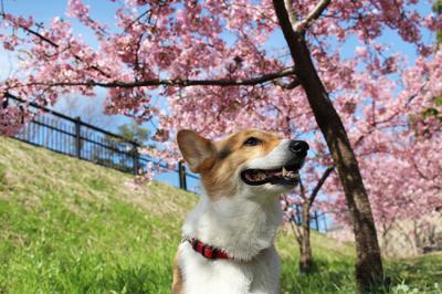 春です♪