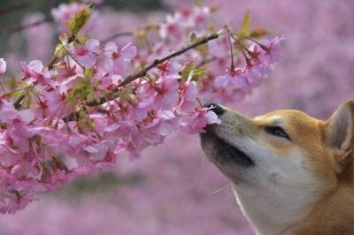 桜ってこんな香りなんだね