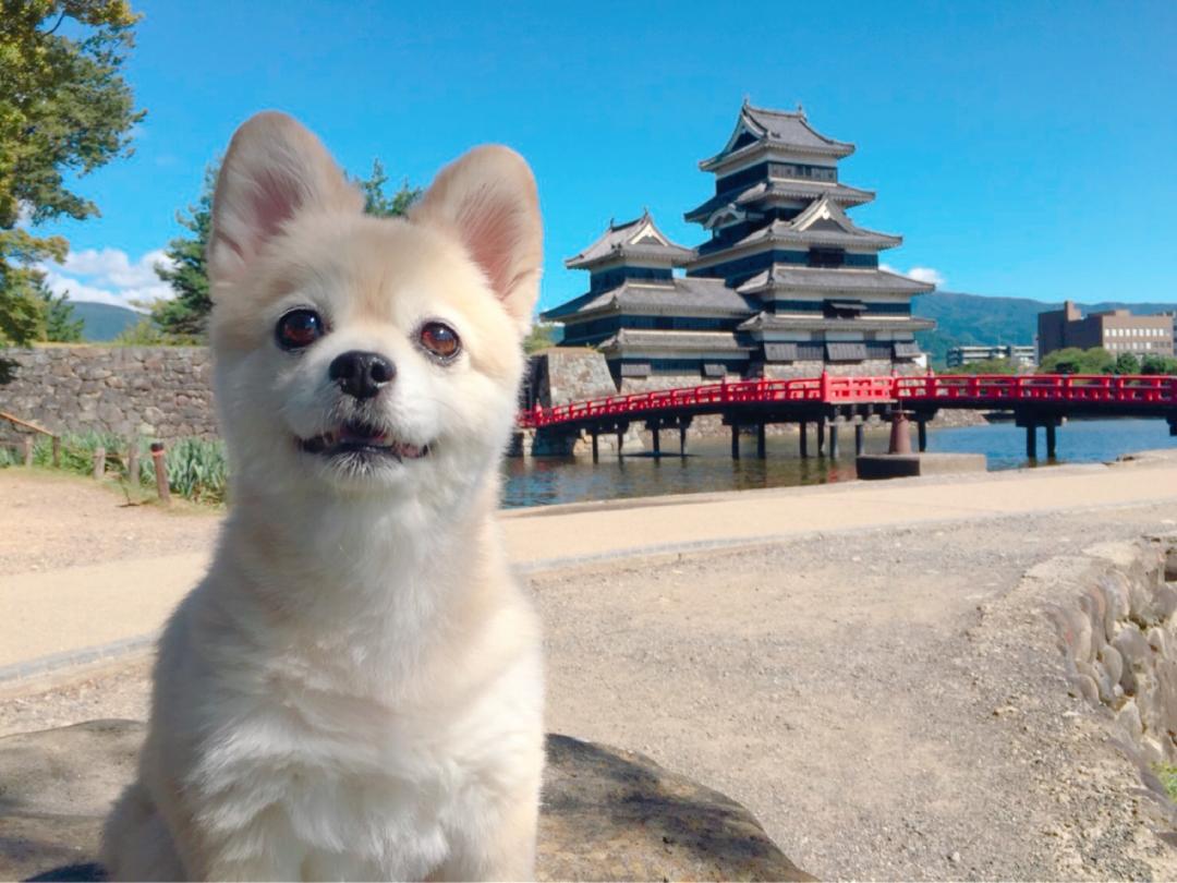 あそこに住みたいワン