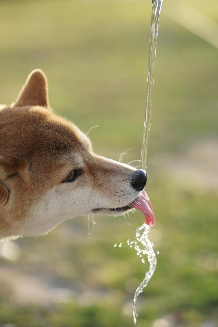 弾ける春の水