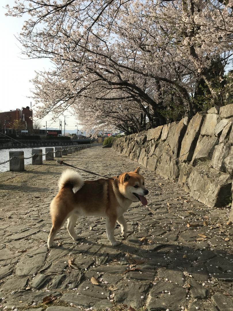 桜と空ちゃん