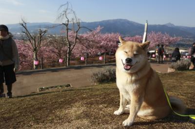 桜ににっこり