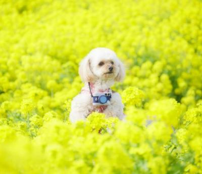 菜の花畑でつかまえて