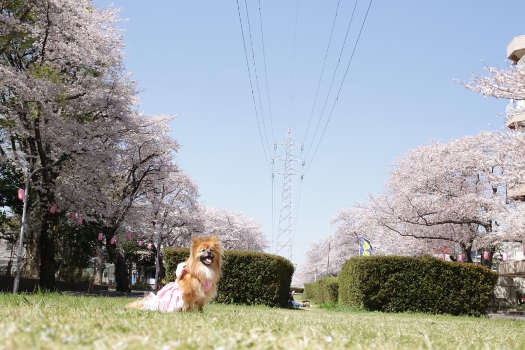 満開の桜並木