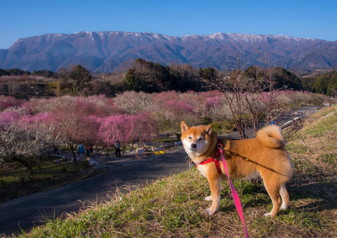 梅林公園にて