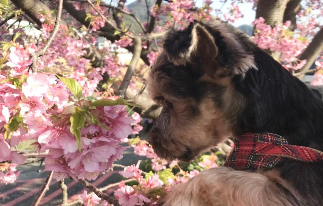 河津桜とご対面