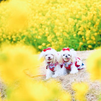 菜の花に包まれて♪