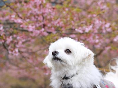 見上げれば桜色