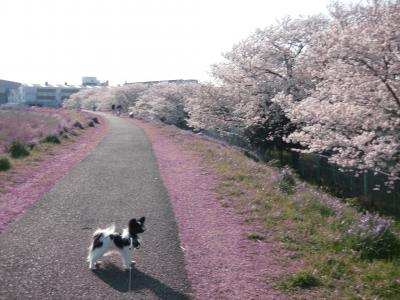 どこまでも、君と桜。