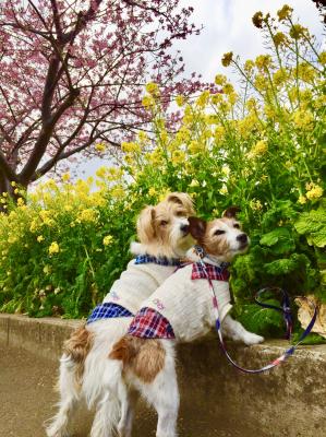 河津桜と菜の花とジャックラッセル